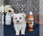 Small #2 Maltese