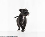 Small #2 Labrador Retriever Mix
