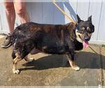 Small Plott Hound Mix