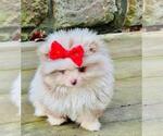 Small #12 Pomeranian