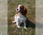 Small #2 Cavalier King Charles Spaniel