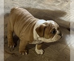 Small Photo #8 Bulldog Puppy For Sale in STEUBENVILLE, OH, USA