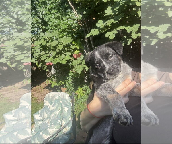 Medium Photo #15 Mutt Puppy For Sale in Sebec, ME, USA