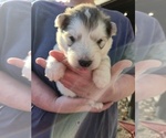 Small #6 Alaskan Malamute