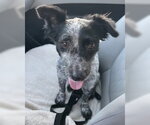 Small Photo #2 Chihuahua-Unknown Mix Puppy For Sale in Corona, CA, USA
