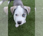 Small #1 Siberian Husky Mix