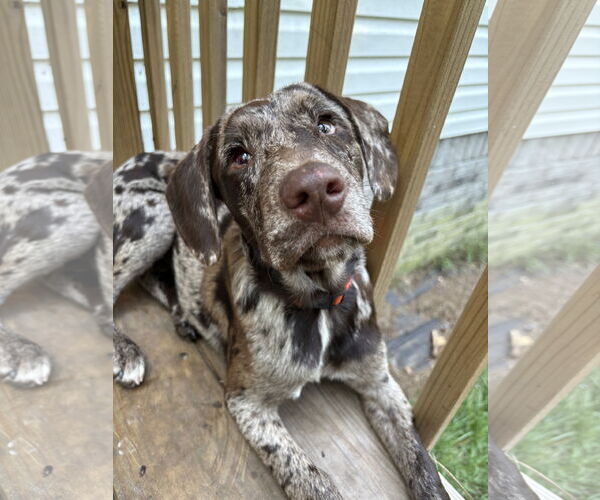Medium Photo #2 Mutt Puppy For Sale in Mount Pleasant, SC, USA