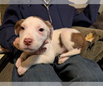 Small #8 Mutt