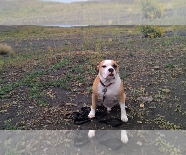 Medium Photo #3 Beagle-English Bulldog Mix Puppy For Sale in MAPLE VALLEY, WA, USA