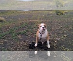 Small #2 Beagle-English Bulldog Mix