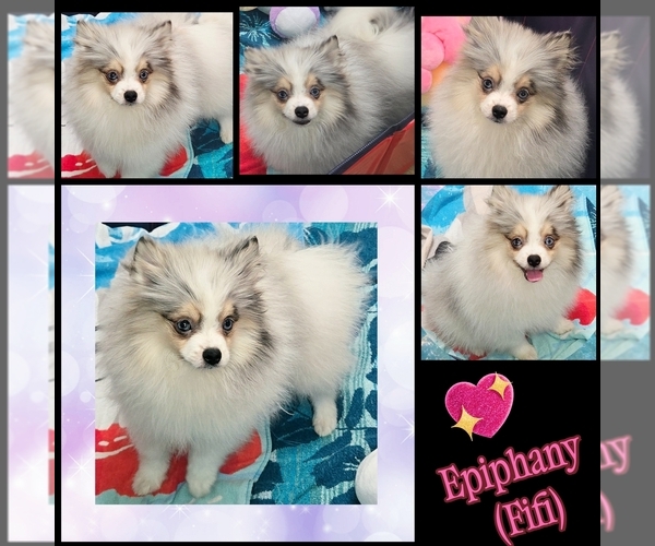 Medium Photo #1 Pomeranian Puppy For Sale in KINGMAN, AZ, USA