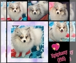 Image preview for Ad Listing. Nickname: Litter of 4