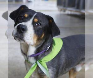 American Staffordshire Terrier-Unknown Mix Dogs for adoption in San Antonio, TX, USA