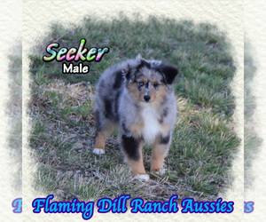 Miniature Australian Shepherd Puppy for sale in FORESTBURG, TX, USA