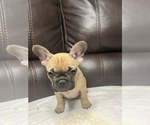 Small Photo #23 French Bulldog Puppy For Sale in CHESAPEAKE, VA, USA