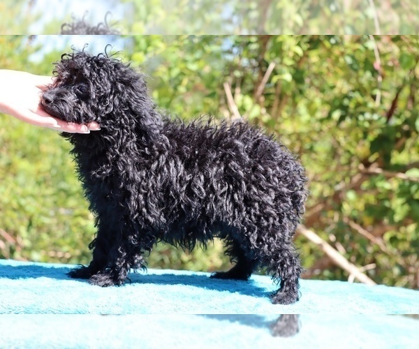 Medium Photo #44 Poodle (Toy) Puppy For Sale in DYERSBURG, TN, USA