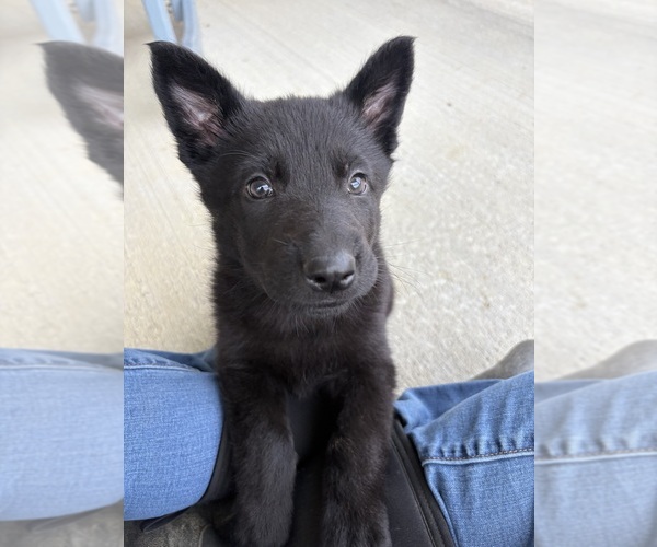 Medium Photo #5 German Shepherd Dog Puppy For Sale in WEST LIBERTY, KY, USA