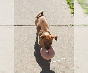 Star - Female Chug Dog for Adoption - Photo #3