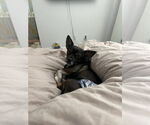 Small #1 Chihuahua Mix