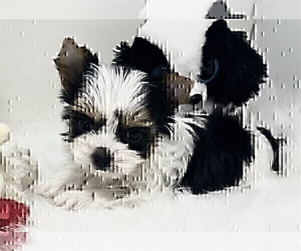 Medium Photo #19 Yorkshire Terrier Puppy For Sale in BEVERLY HILLS, CA, USA