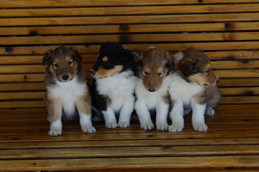 Medium Photo #1 Collie Puppy For Sale in CARSON, ND, USA