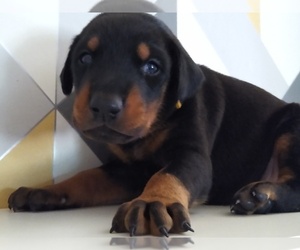 Doberman Pinscher Puppy for Sale in TRAVELERS REST, South Carolina USA