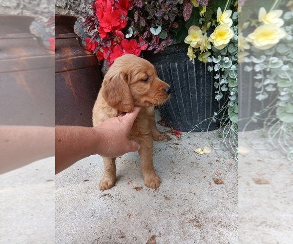 Medium Photo #7 Golden Retriever Puppy For Sale in GREENWOOD, WI, USA
