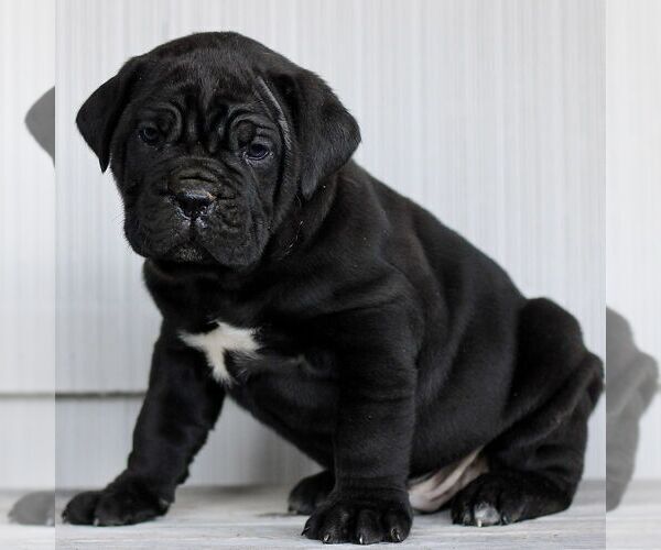 Medium Photo #3 Cane Corso Puppy For Sale in LANCASTER, PA, USA