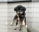 Small Photo #7 Alaskan Husky-Golden Retriever Mix Puppy For Sale in PORTLAND, OR, USA