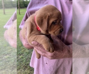 Labrador Retriever Puppy for sale in PINE HILL, AL, USA