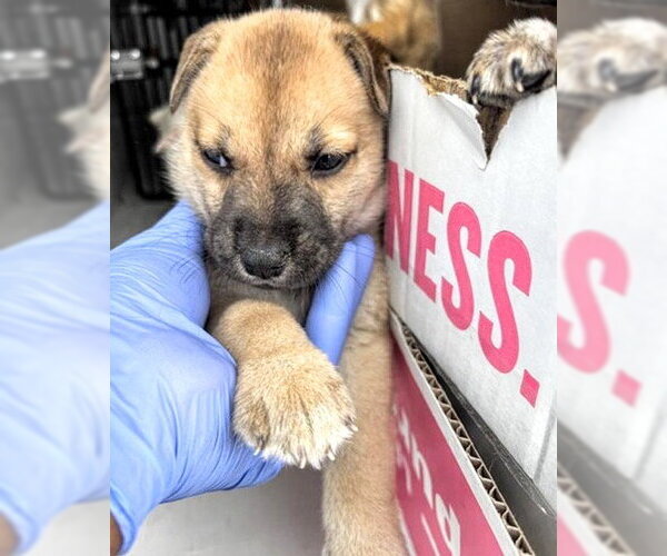Medium Photo #2 Black Mouth Cur-Unknown Mix Puppy For Sale in Houston, TX, USA