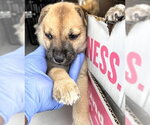 Small #1 Black Mouth Cur Mix