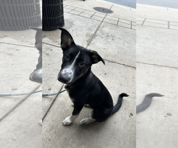 Medium Photo #2 Mutt Puppy For Sale in Rockville, MD, USA