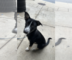Small #1 Mutt