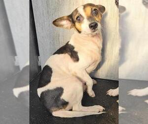Mutt Dogs for adoption in San Antonio, TX, USA