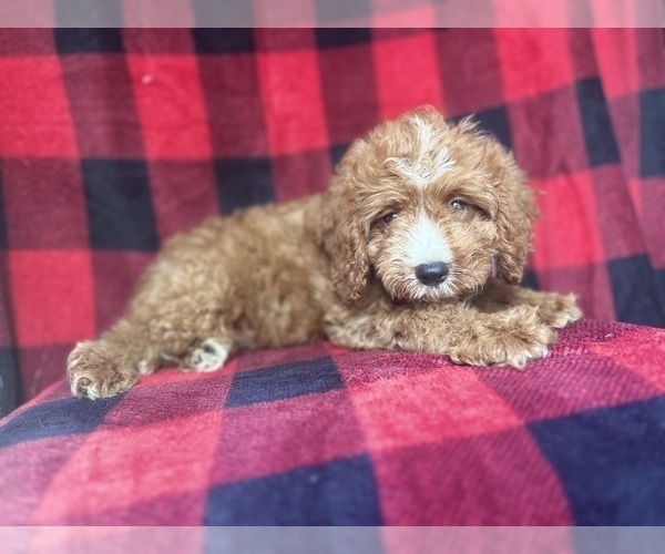 Medium Photo #6 Cavapoo Puppy For Sale in LAKELAND, FL, USA