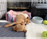 Small #7 Jack Russell Terrier-Parson Russell Terrier Mix