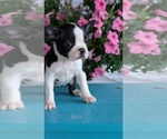 Small Photo #20 Boston Terrier Puppy For Sale in GOSHEN, IN, USA