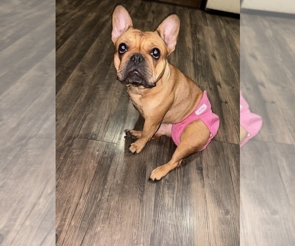 Medium Photo #1 French Bulldog Puppy For Sale in CHICAGO, IL, USA