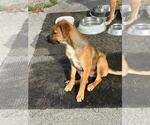 Small Black Mouth Cur-Labrador Retriever Mix