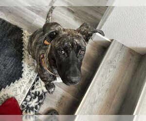 Mutt Dogs for adoption in Redwood City, CA, USA