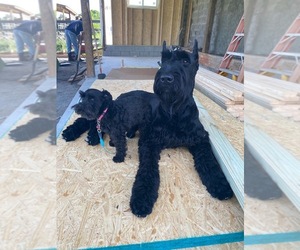 Mother of the Schnauzer (Giant) puppies born on 05/16/2022