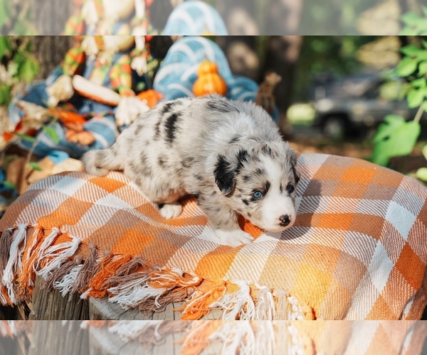 Medium Photo #5 Australian Shepherd Puppy For Sale in LILBURN, GA, USA