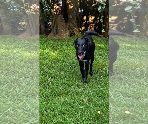 Medium Photo #2 Labrador Retriever-Unknown Mix Puppy For Sale in Oakhurst, NJ, USA