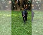 Small Photo #2 Labrador Retriever-Unknown Mix Puppy For Sale in Oakhurst, NJ, USA