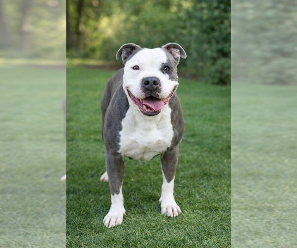 Medium Photo #6 American Staffordshire Terrier-Unknown Mix Puppy For Sale in Lake Forest, CA, USA