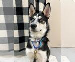 Small #1 Siberian Husky Mix