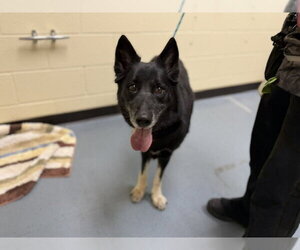 German Shepherd Dog Dogs for adoption in Denver, CO, USA