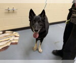 Small German Shepherd Dog