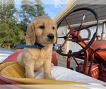 Small Photo #11 Golden Retriever Puppy For Sale in SAUK RAPIDS, MN, USA